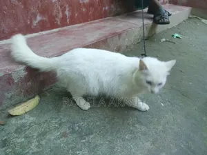 ৬-১২ মাস বয়সি পুরুষ খাঁটি পার্সিয়ান বিড়াল
