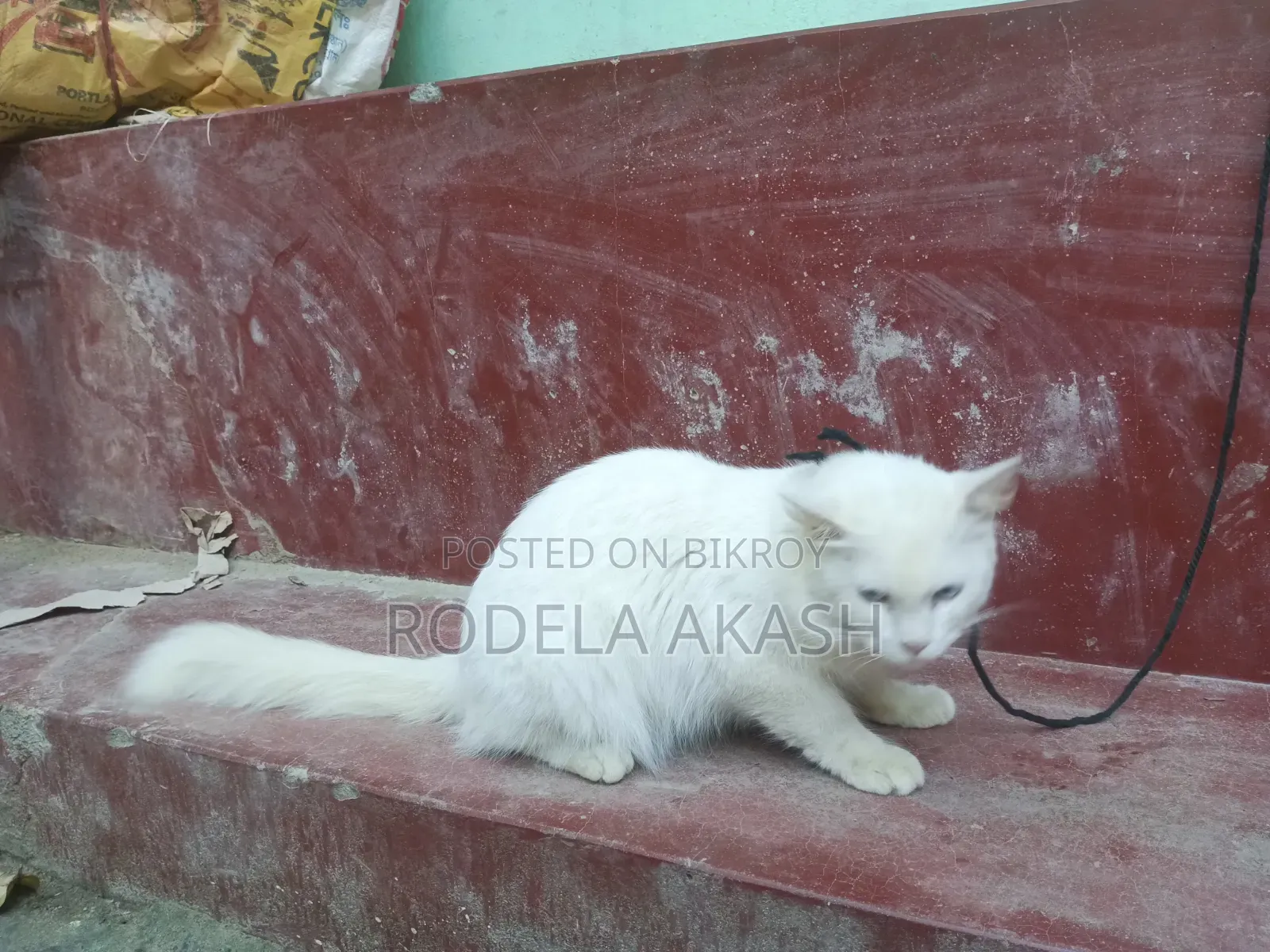 ৬-১২ মাস বয়সি পুরুষ খাঁটি পার্সিয়ান বিড়াল