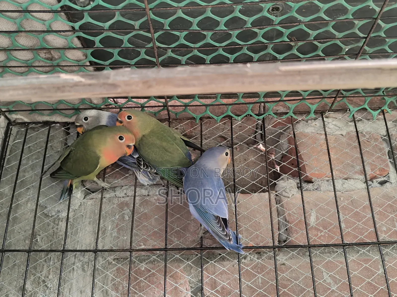 লাভ বার্ড বিক্রি হবে
