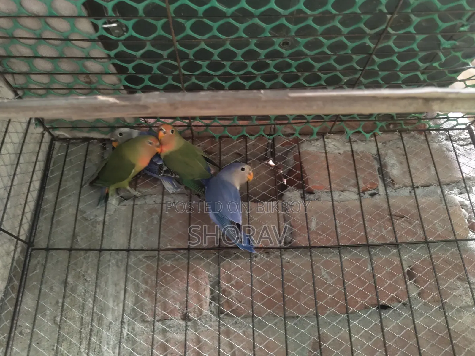 লাভ বার্ড বিক্রি হবে