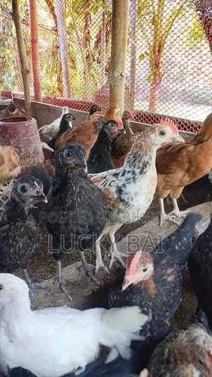 Original Deshi Chicken