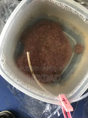 জীবিত টিউবিফ্লেক্স