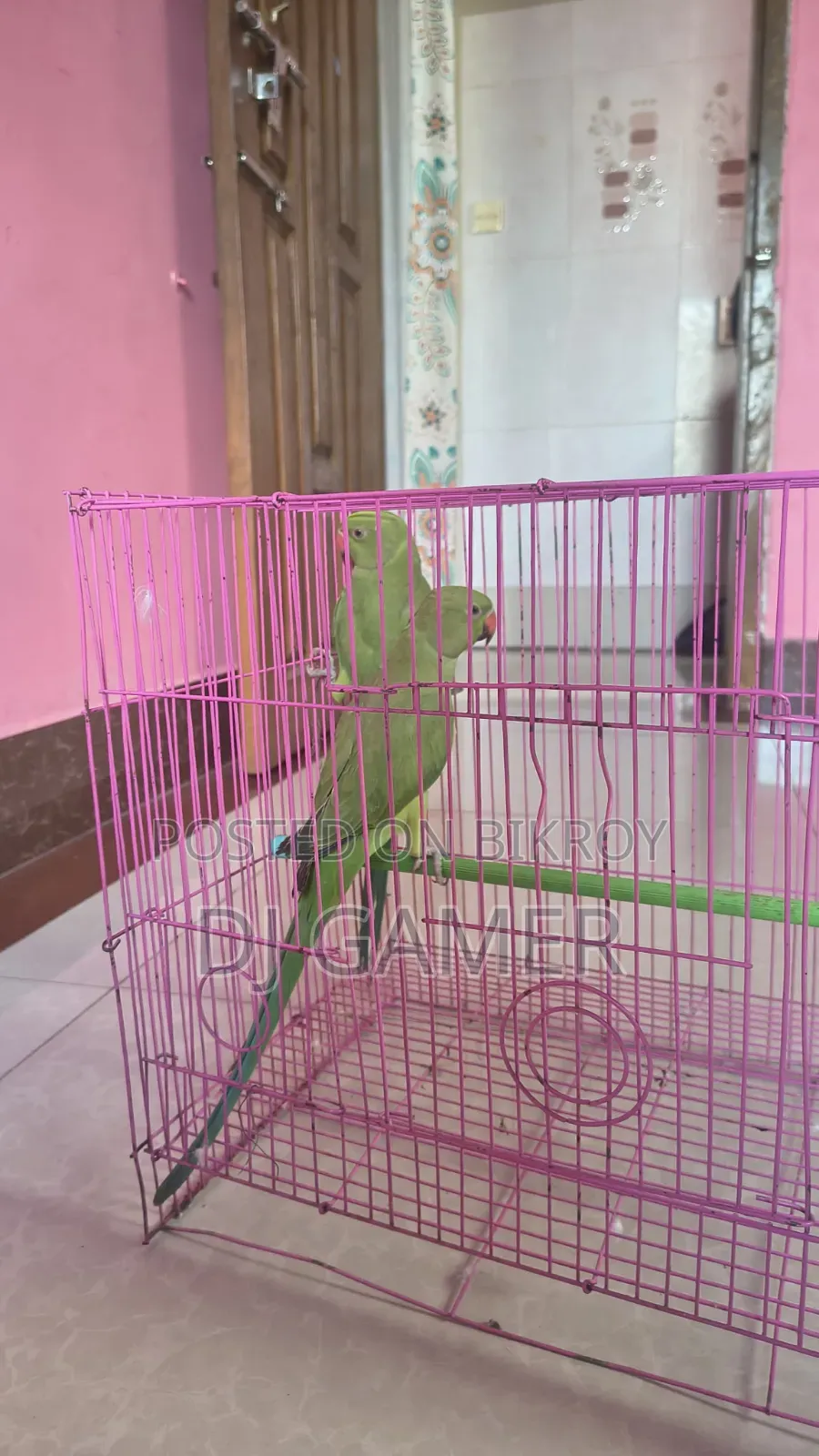 টিয়া পাখি