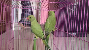 টিয়া পাখি