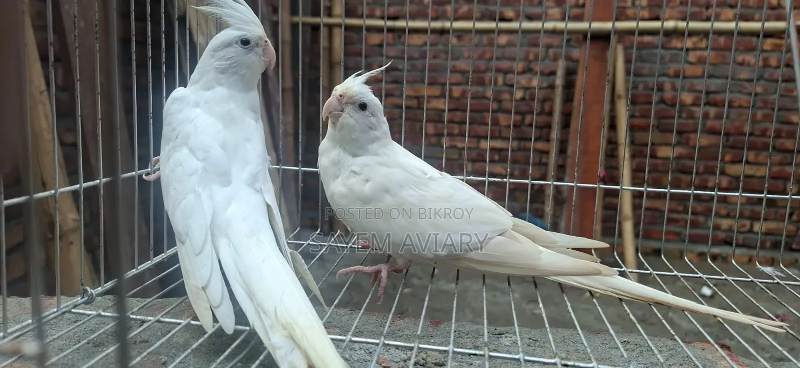 এ লবিনো ককাটেল