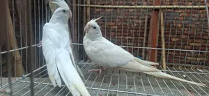 এ লবিনো ককাটেল