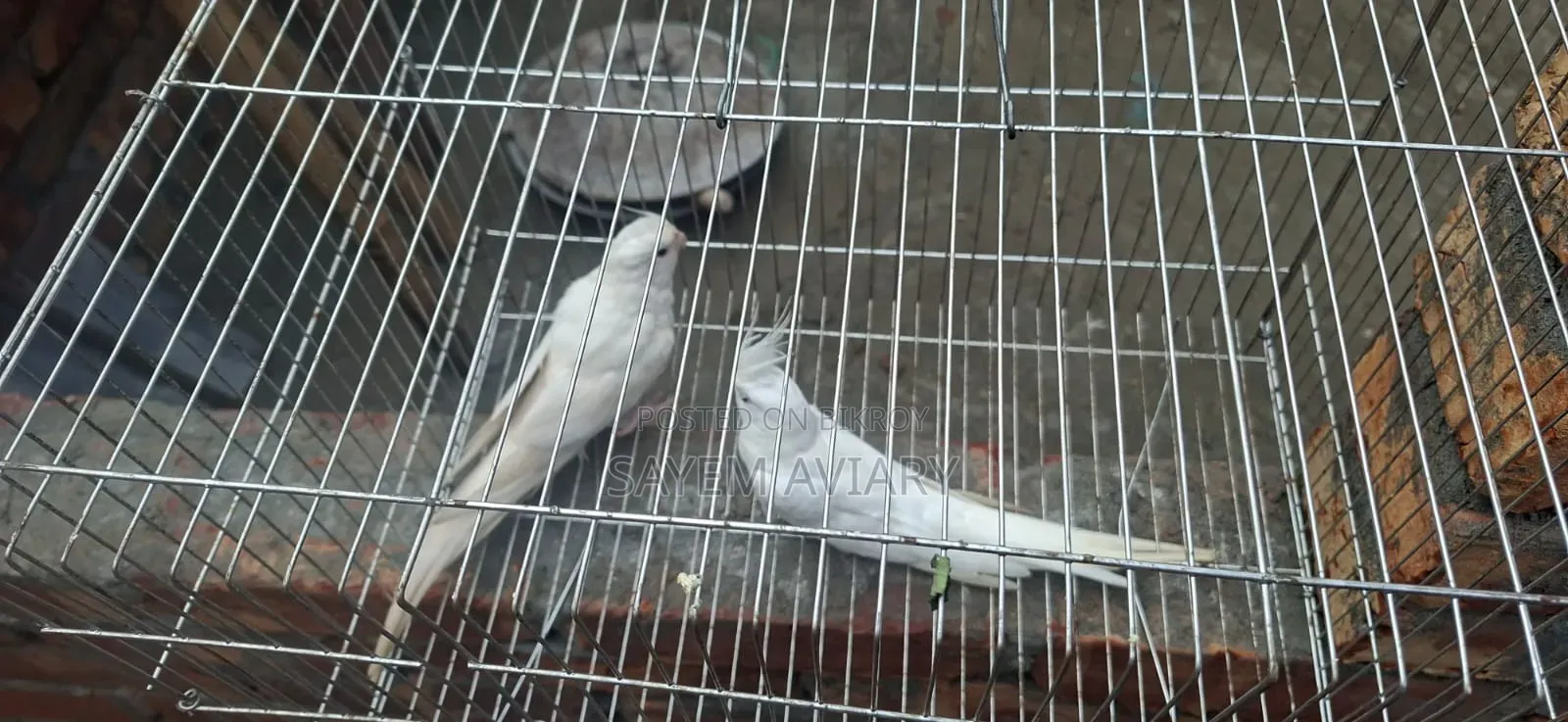 এ লবিনো ককাটেল