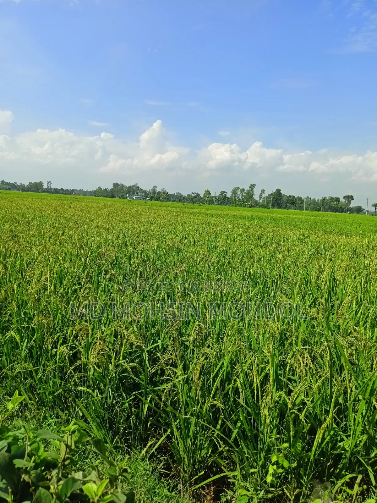 🌾 ধানী জমি বিক্রয় – বগুড়া সদর 🌾