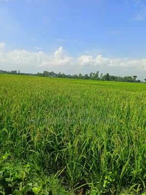 🌾 ধানী জমি বিক্রয় – বগুড়া সদর 🌾