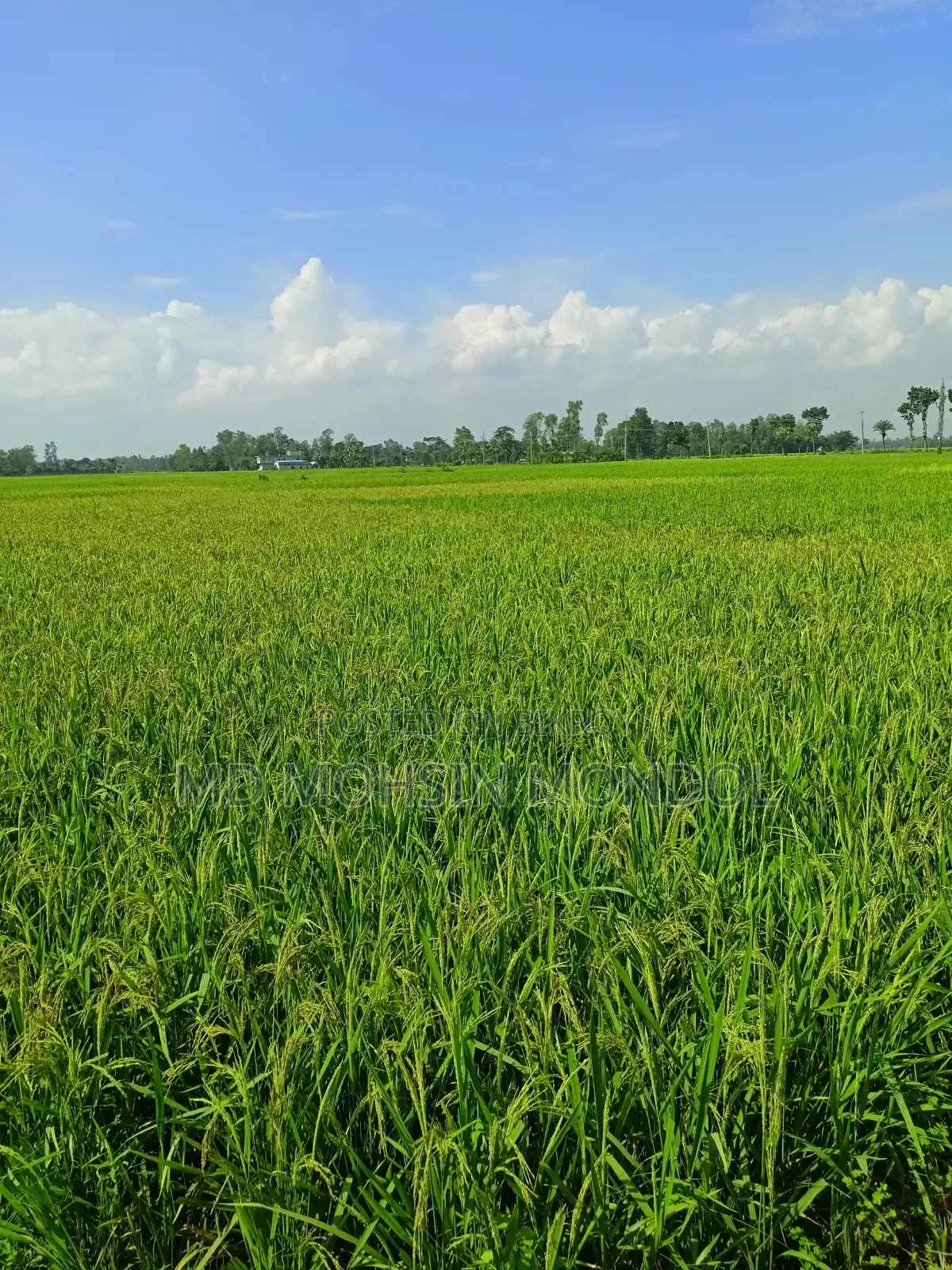 🌾 ধানী জমি বিক্রয় – বগুড়া সদর 🌾