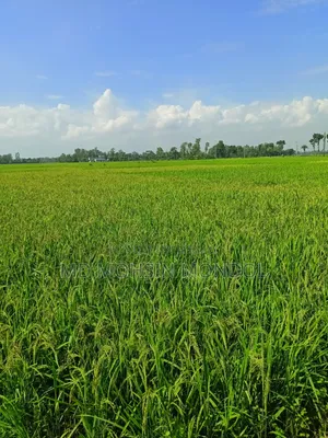 🌾 ধানী জমি বিক্রয় – বগুড়া সদর 🌾