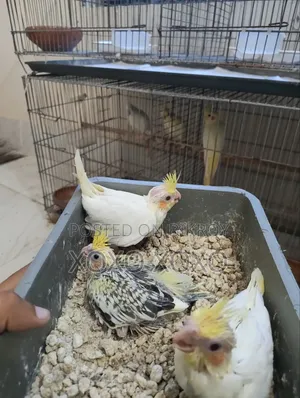 ককাটেল বেবি বিক্রয়