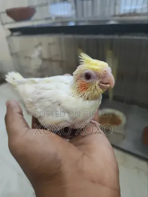 ককাটেল বেবি বিক্রয়