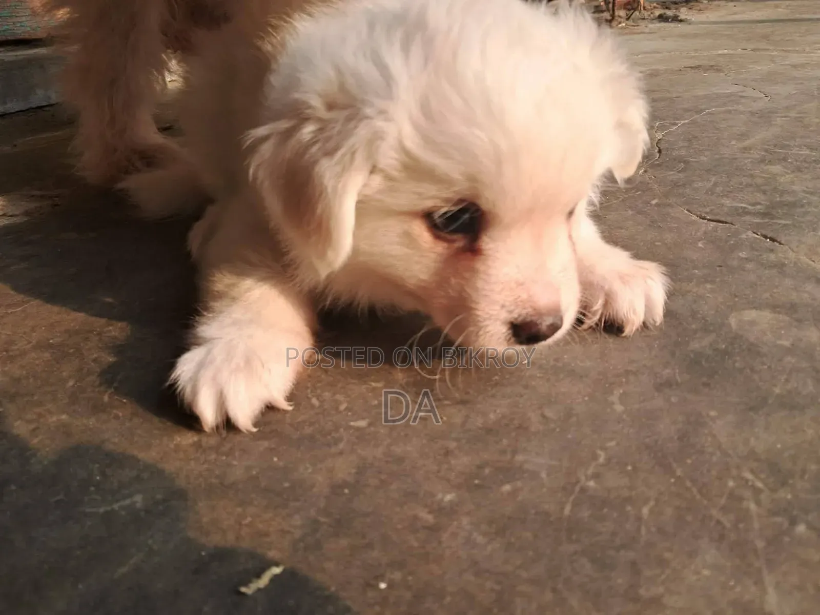 1-3 Months Male Purebred Lhasa Apso