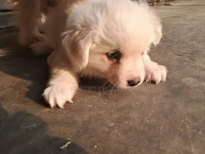 1-3 Months Male Purebred Lhasa Apso