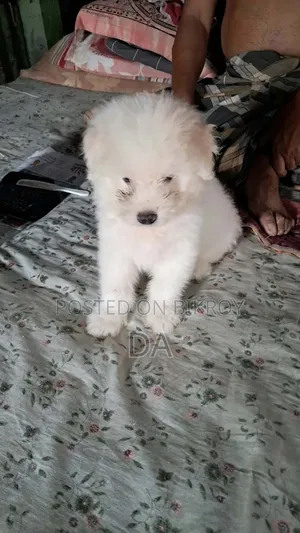 1-3 Months Male Purebred Lhasa Apso