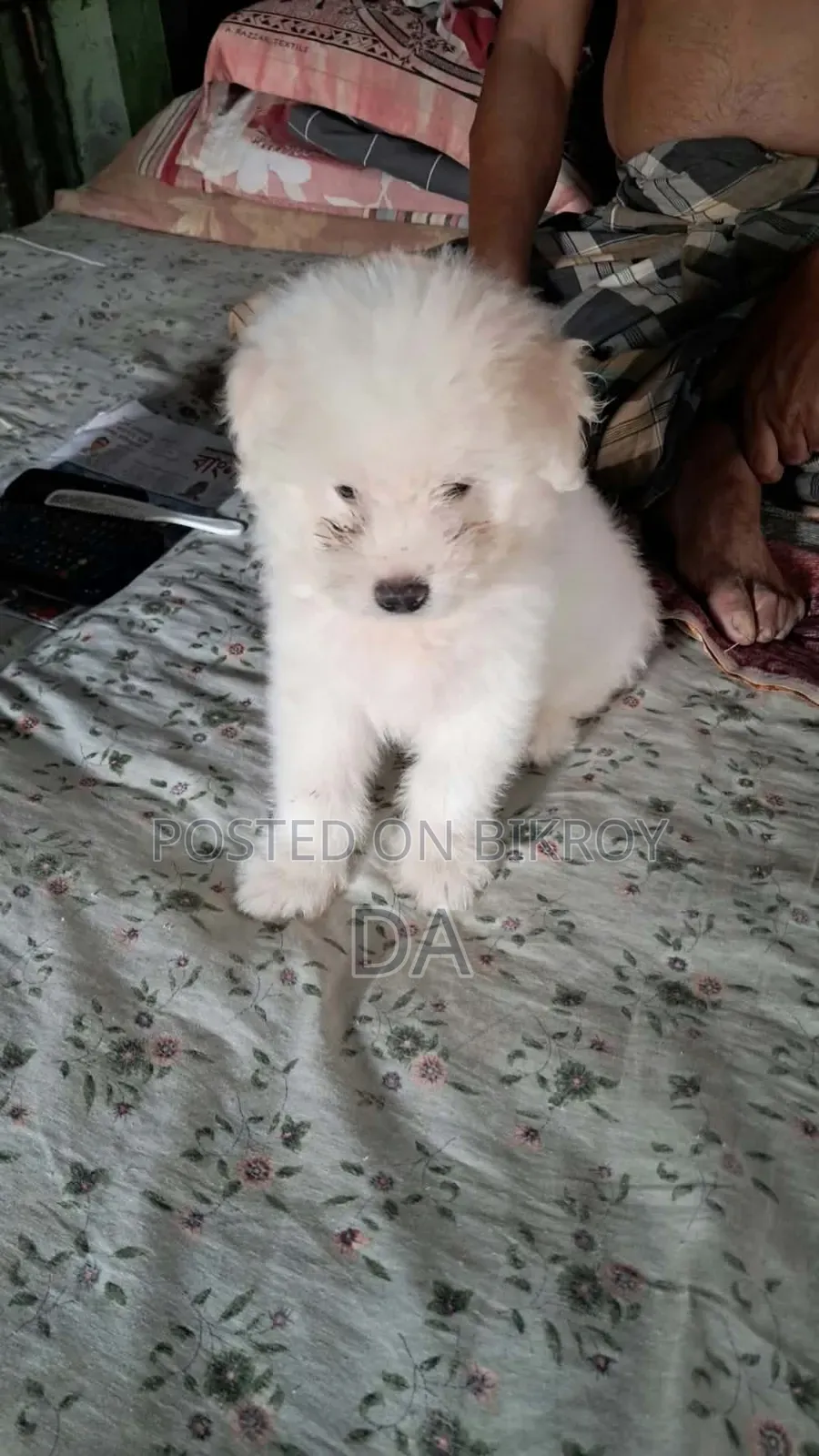 1-3 Months Male Purebred Lhasa Apso