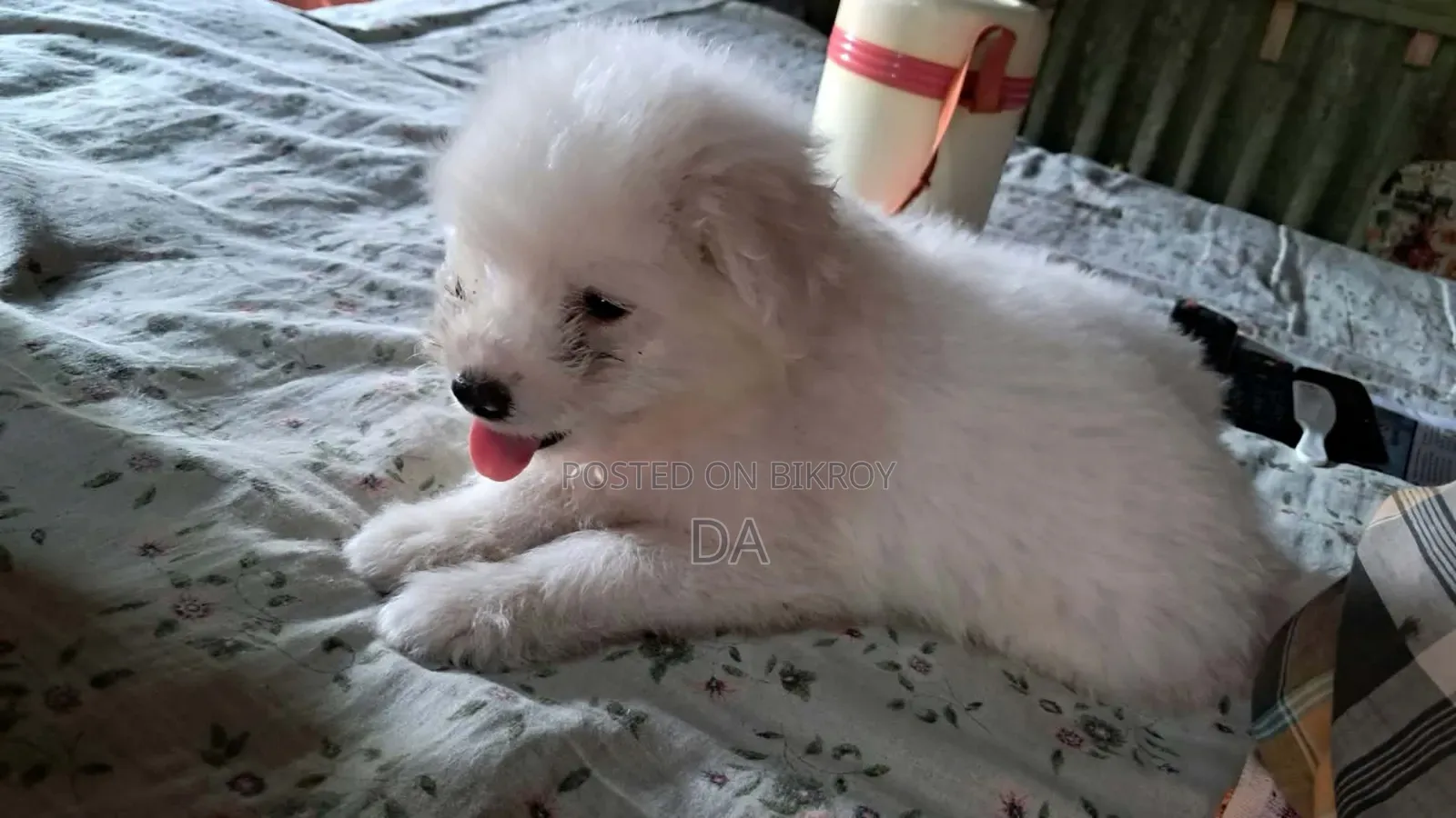 1-3 Months Male Purebred Lhasa Apso