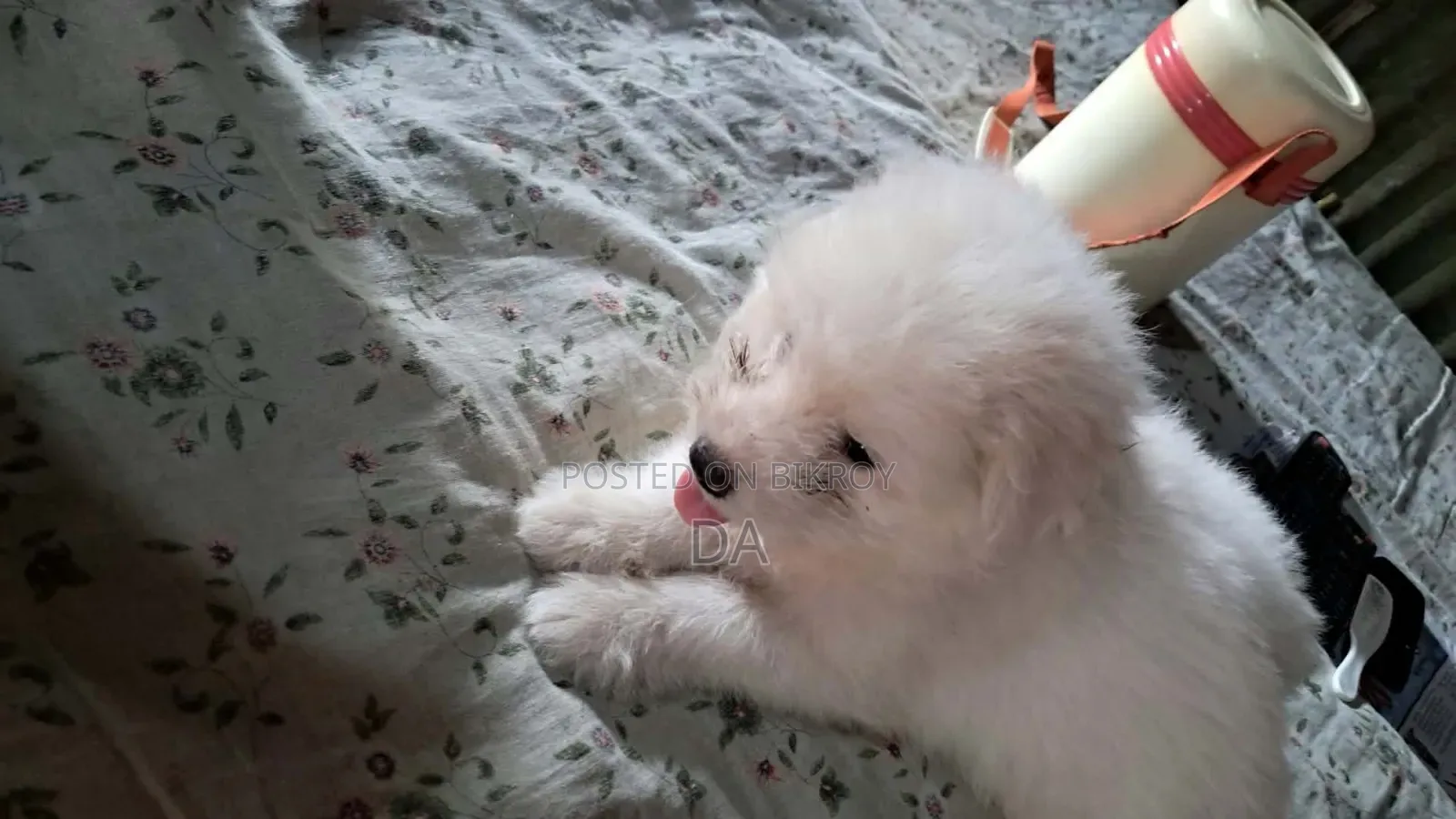 1-3 Months Male Purebred Lhasa Apso