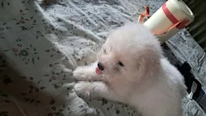 1-3 Months Male Purebred Lhasa Apso
