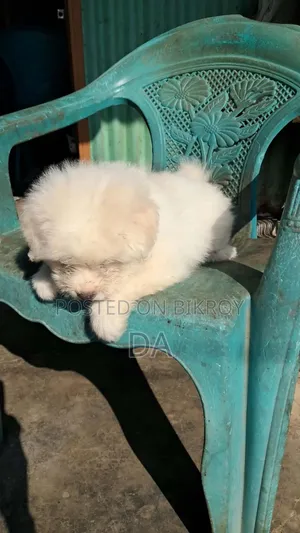 1-3 Months Male Purebred Lhasa Apso