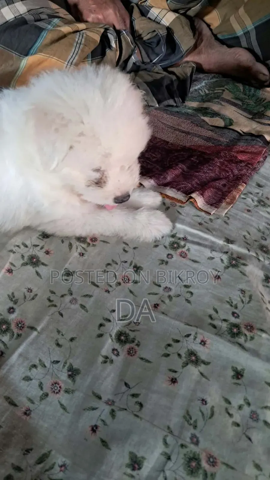 1-3 Months Male Purebred Lhasa Apso