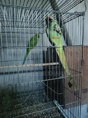 ইন্ডিয়ান রিংনেট রানিং জোড়া।