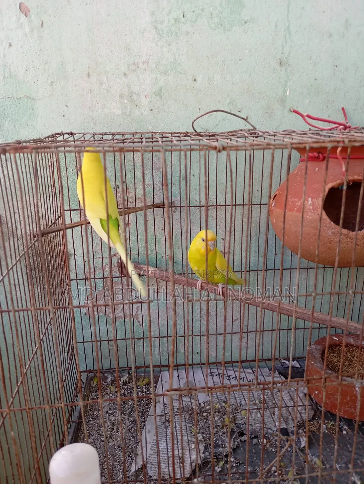 বাজরিগর হলুদ পাখি