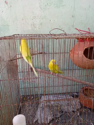 বাজরিগর হলুদ পাখি