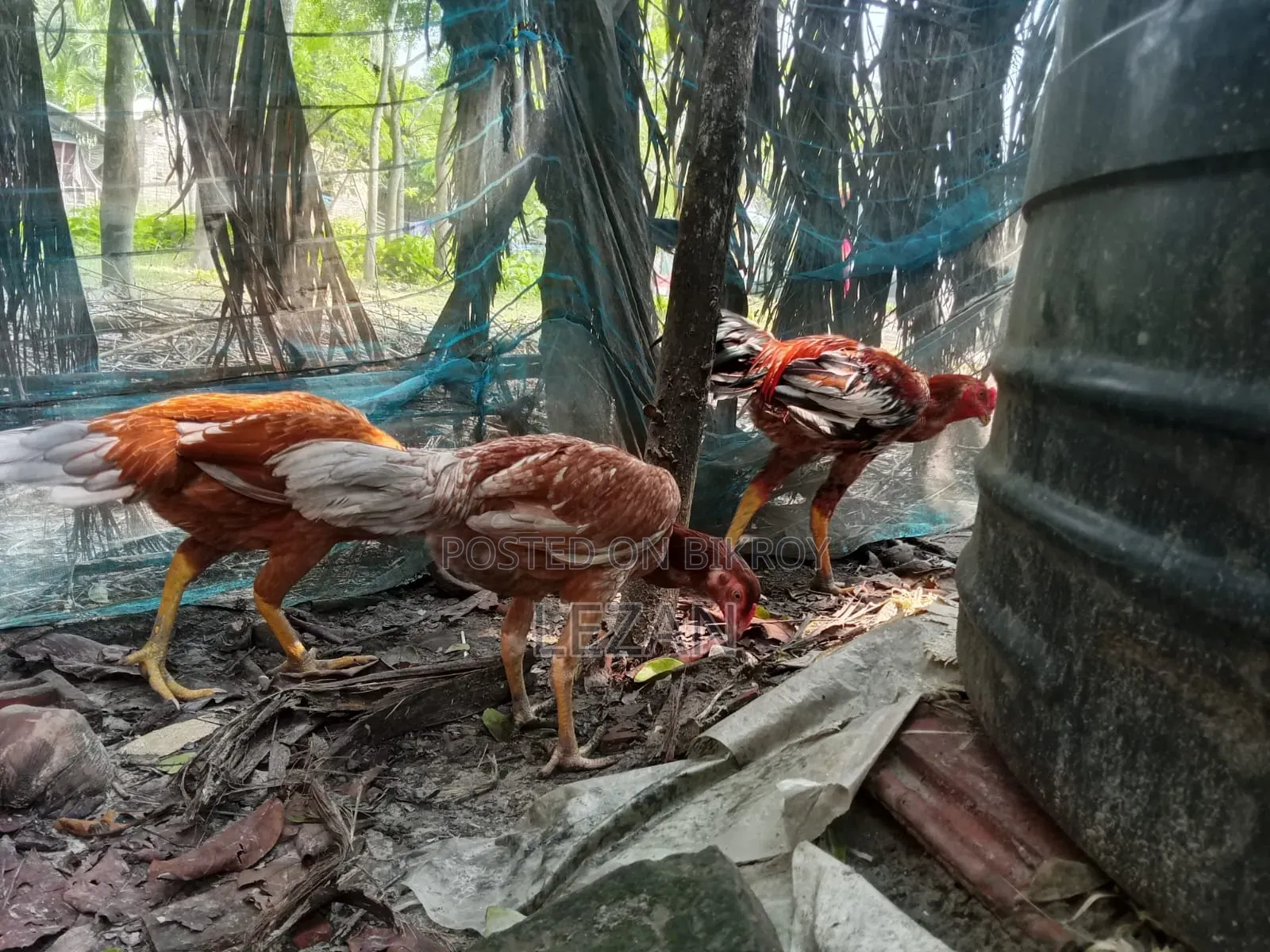 Asil Fighter Chicken