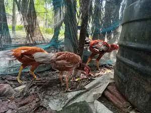 Asil Fighter Chicken