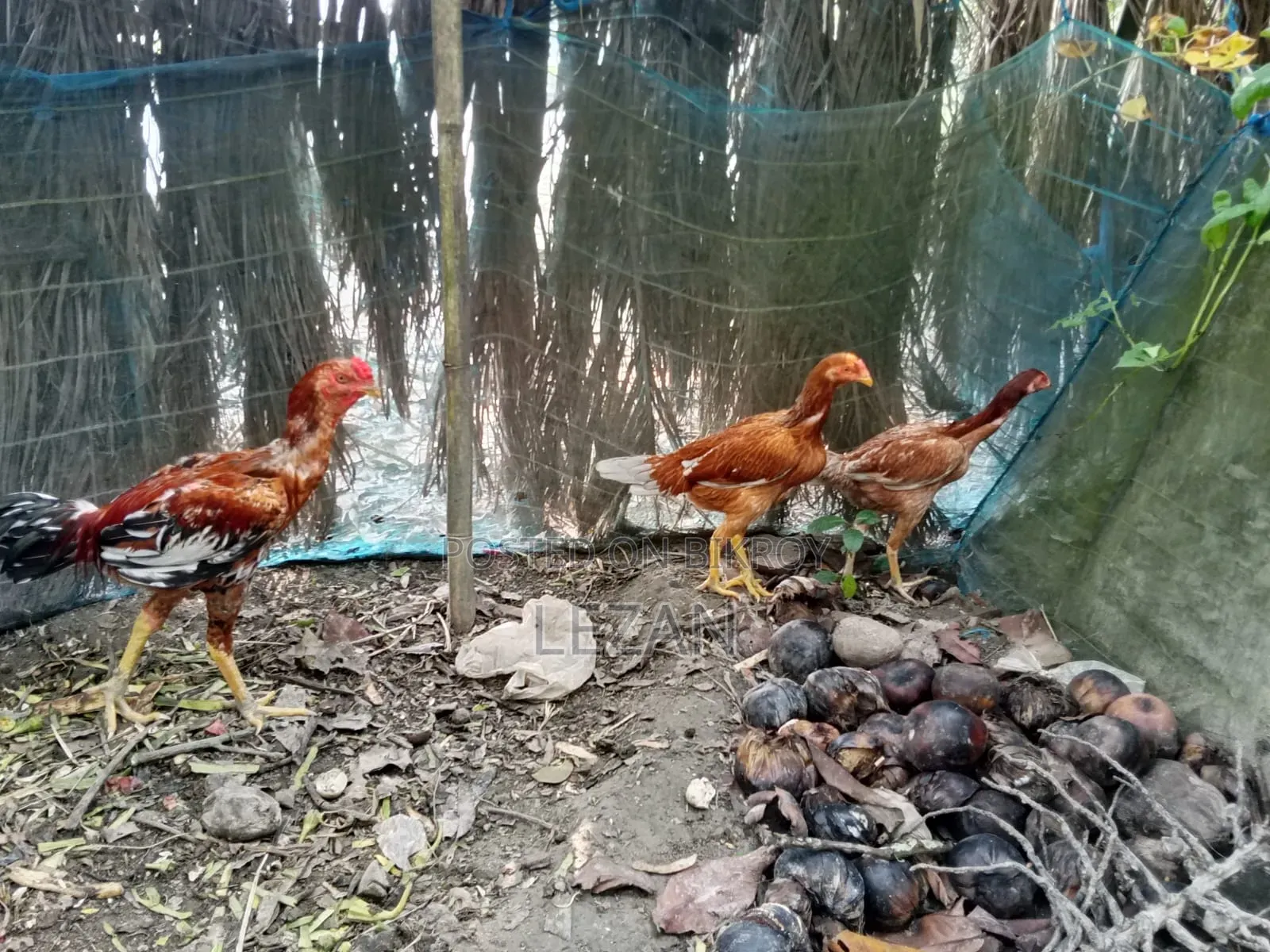 Asil Fighter Chicken
