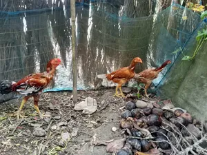 Asil Fighter Chicken