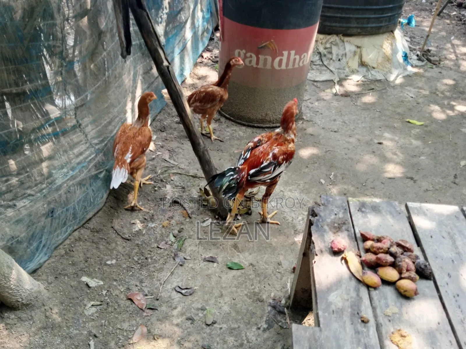 Asil Fighter Chicken