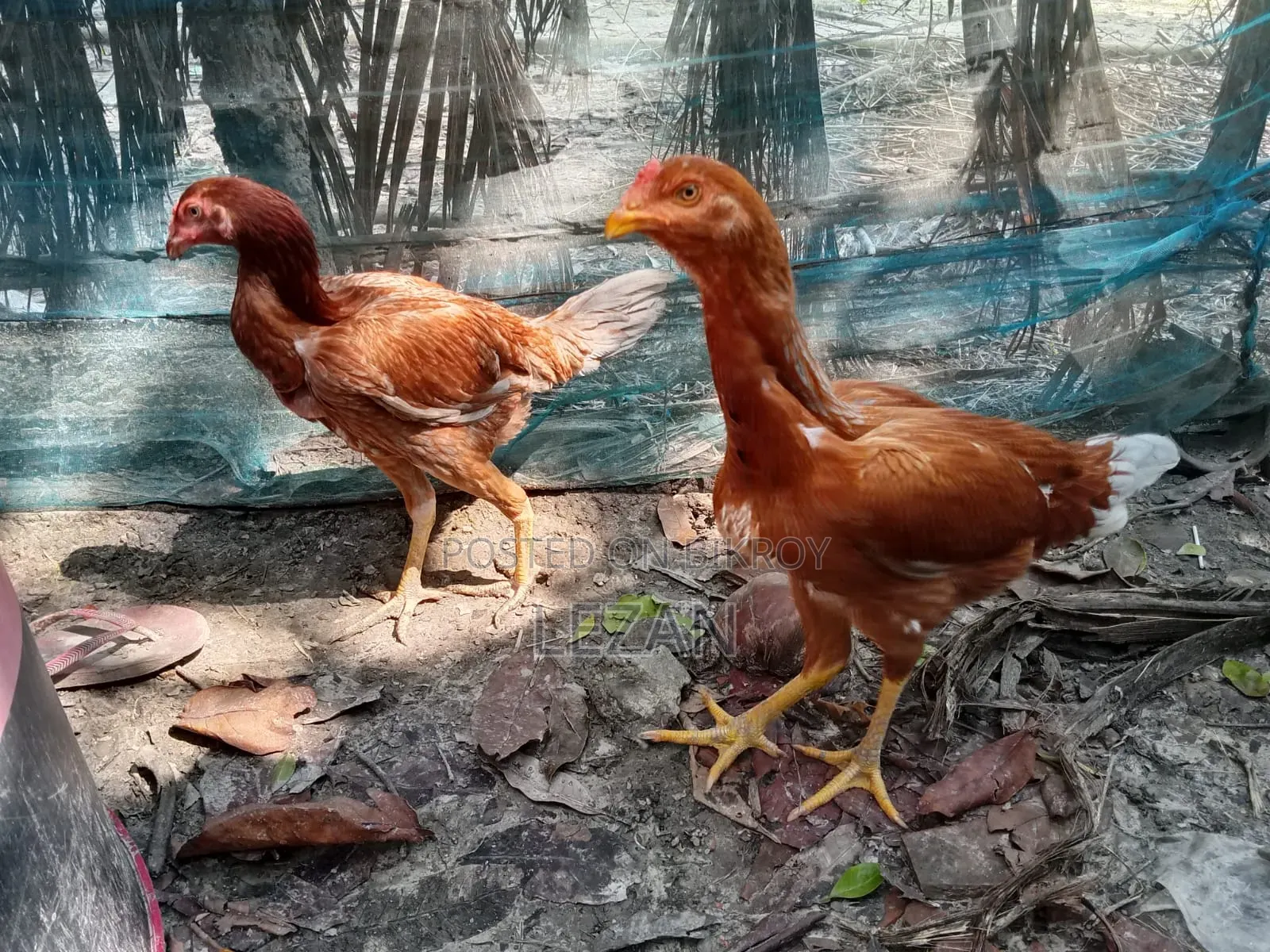 Asil Fighter Chicken