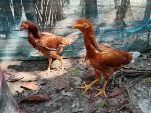 Asil Fighter Chicken