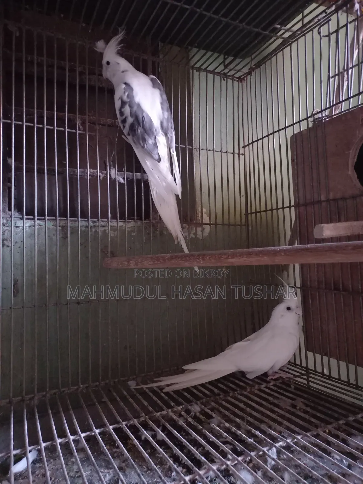 ৩ জোড়া ব্রিডিং ককাটিয়েল