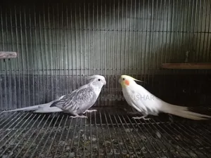 ৩ জোড়া ব্রিডিং ককাটিয়েল