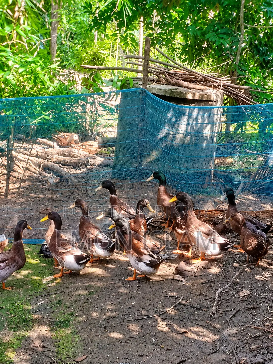 Completely native ducks will be sold