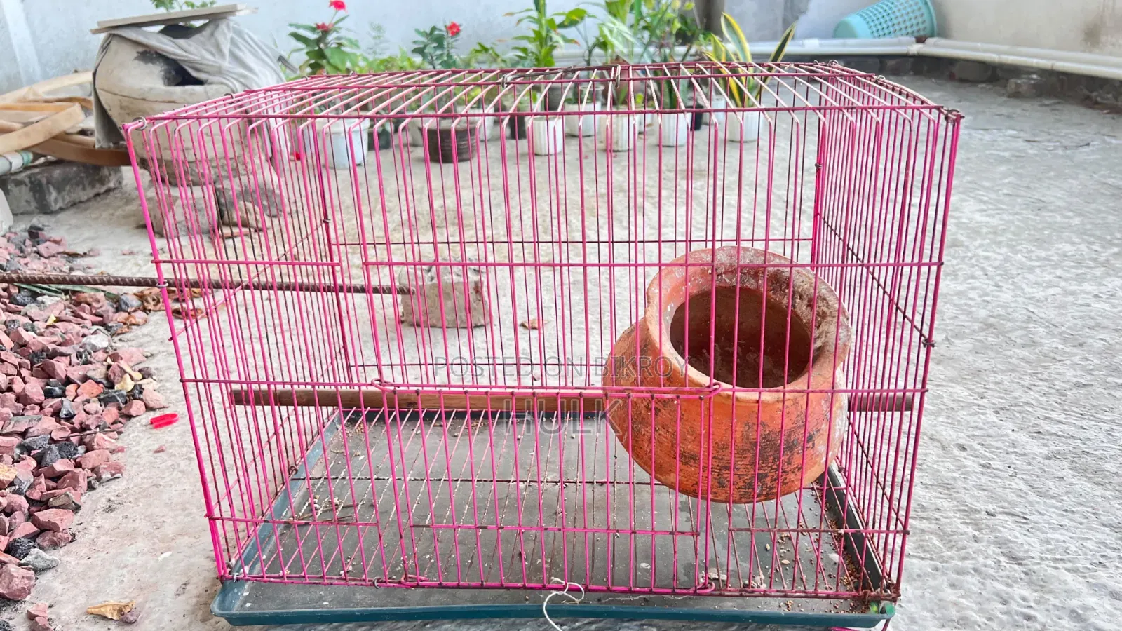 বাজরিগার পাখি