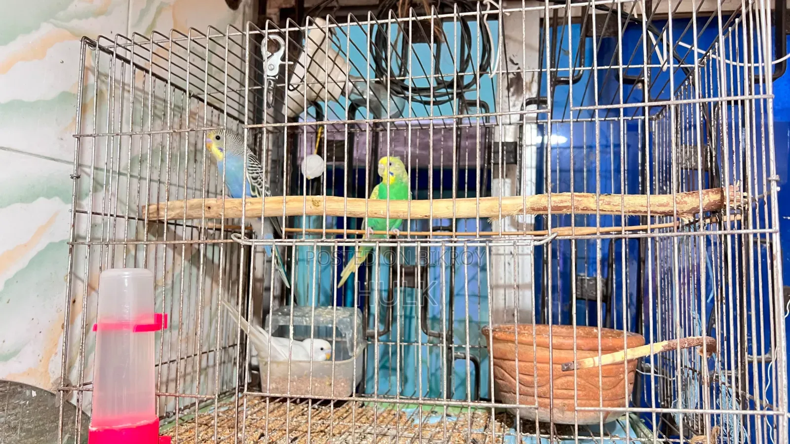 বাজরিগার পাখি