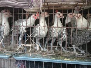 Fawmi Chicken