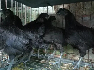 Kadaknath Chicken
