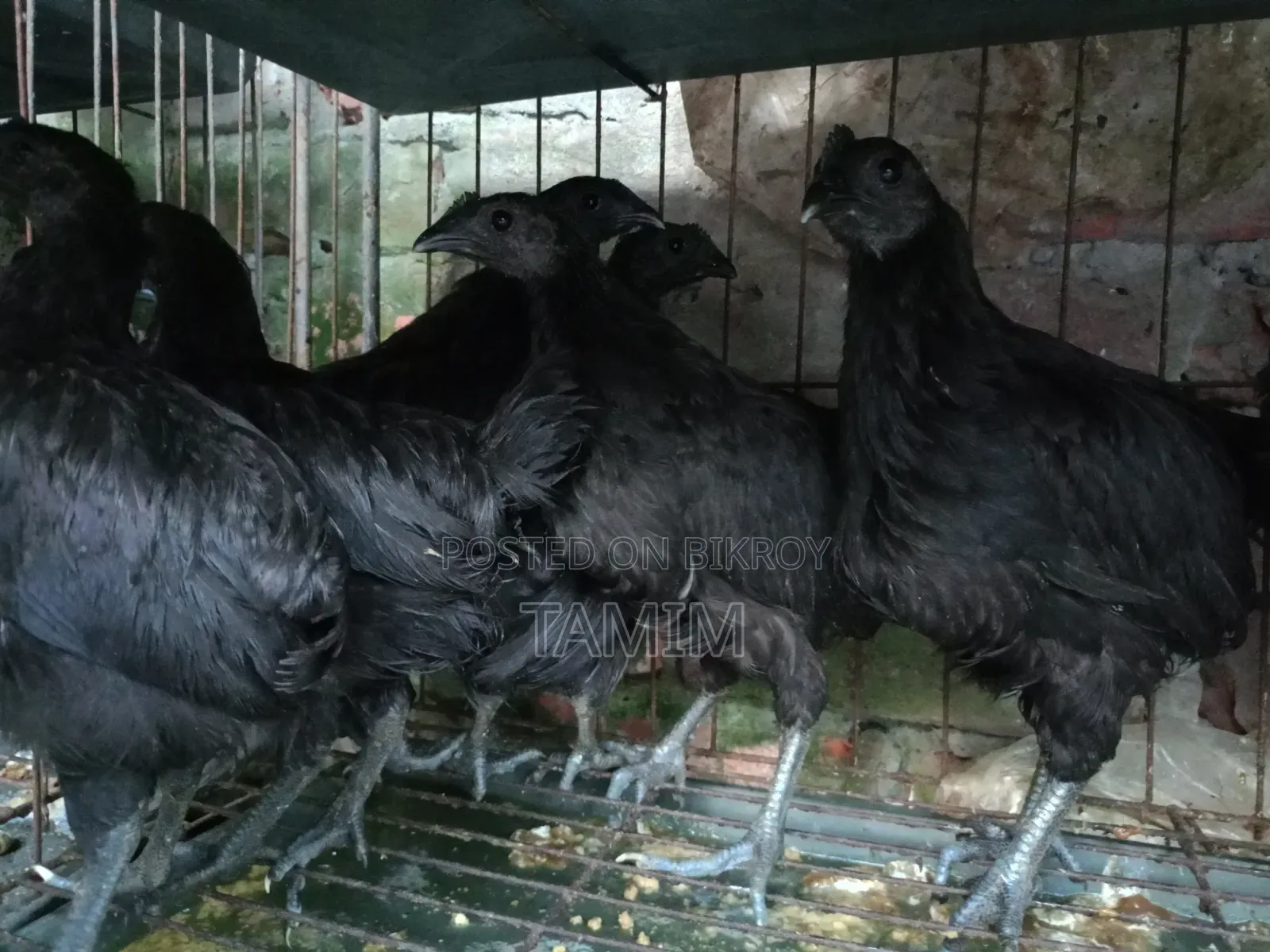 Kadaknath Chicken