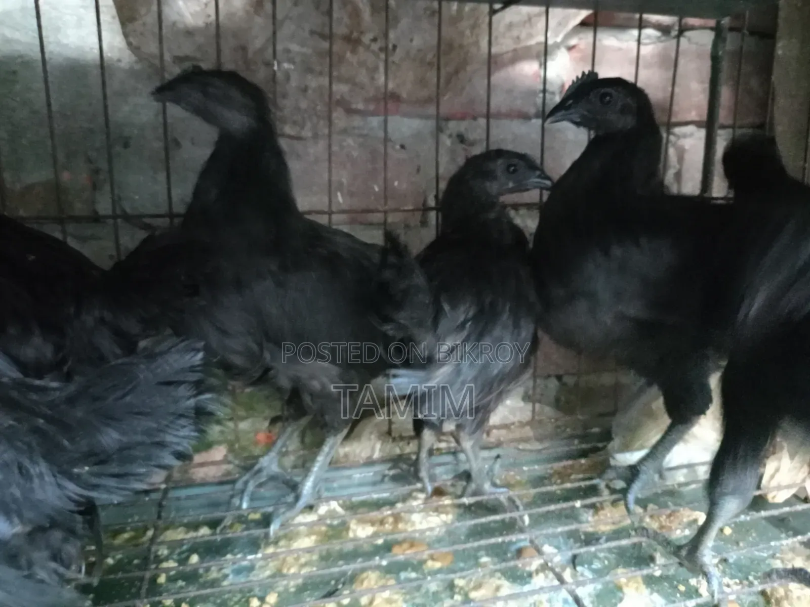 Kadaknath Chicken