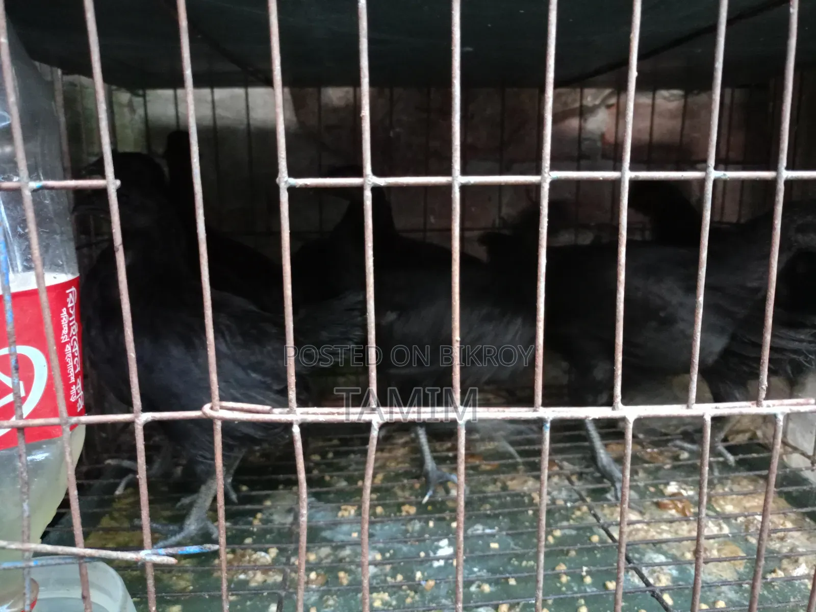 Kadaknath Chicken
