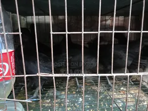 Kadaknath Chicken