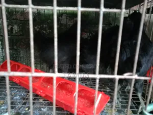 Kadaknath Chicken