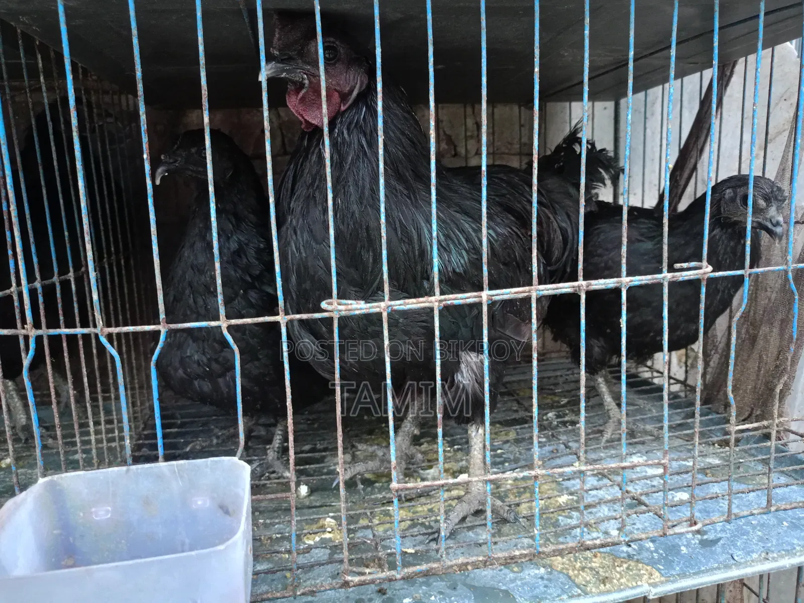 3 pieces Kadaknath chicken and rooster