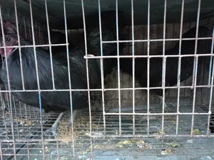 3 pieces Kadaknath chicken and rooster